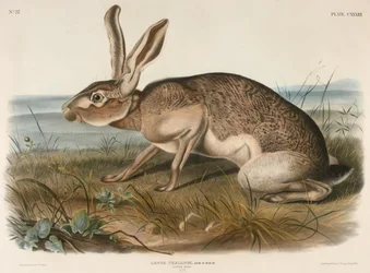Texian Hare (Lepus Texianus)